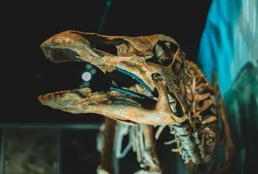 Bir zamanlar Dünya’ya onlar hükmediyormuş: İşte kan donduran Permiyen canavarı