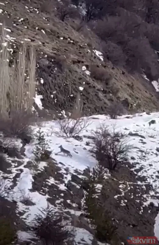 Erzincan'da dağ keçilerini takip eden kurt sürüsü görüntülendi - 5