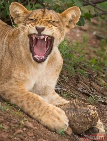 Aslan ve kaplanın (kavgası) karşılaşması hayrete düşürdü! - 30