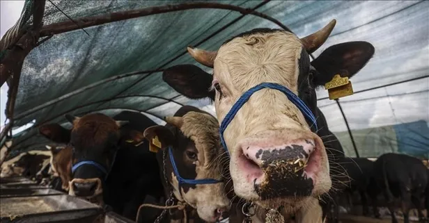 Kurban Bayramı tatili uzatıldı mı? Merakla bekleniyordu... Belli oldu