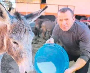 Türkiye’ye eşek sütü satıyor