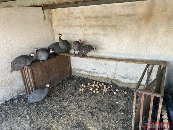 Tanesi 7 TL'ye yumurta! Yere atıldığında bile kolay kolay kırılmıyor - 9