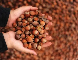 Fındık fiyatları ne kadar? Bir anda yükselecek! 14 Nisan Ordu, Giresun, Trabzon fındık borsalarında fındık kaç lira?