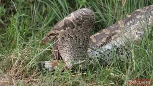 Kaplan akşam yemeği için ayıyı seçti fakat... Vahşi doğada Kaplan ile ayının şoke eden kavgası kapışması! - 34