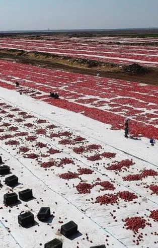 Diyarbakır ve Şanlıurfa'da yetiştirildi! Tam 80 bin ton! ABD ve Avrupa'dan talep yağıyor