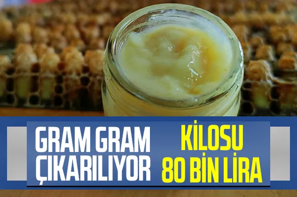 Bağışıklık sistemini çelik gibi yapan arı sütünün kilosu 8 bin lira! Fiyatı el yakıyor ama talebe yetişemiyorlar!-1