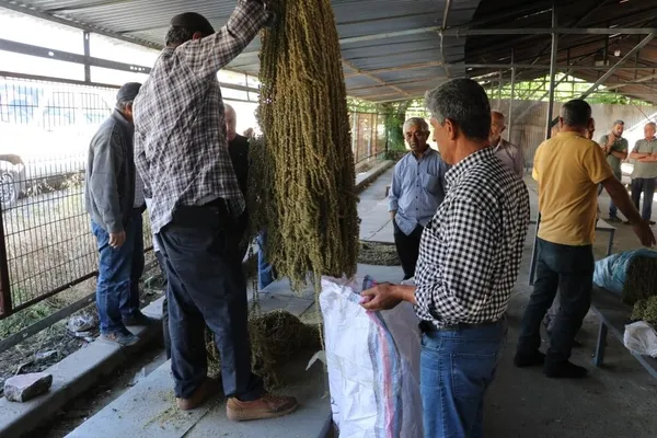 kilosu-800-850-lira-amasya-tasovada-cicek-bamyasi-dugunlerde-gram-altin-yerine-takiliyor-1657002000735.jpg Kilosu 800-850 lira! Amasya Taşova'da çiçek bamyası düğünlerde gram altın yerine takılıyor-5