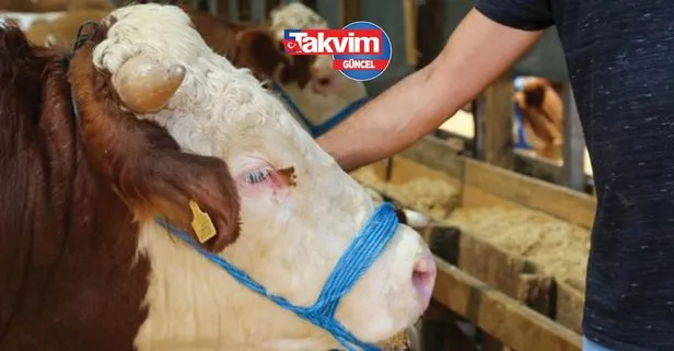 Kurban vekaleti nasıl verilir?
