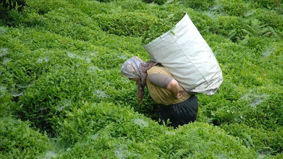 Yaş çay sezonu bugün başlıyor