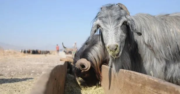 Kurban Bayramı tatili ne zaman, hangi gün? 2019 Kurban Bayramı ne zaman?