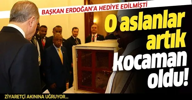 Erdoğan'a hediye edilen yavru aslanlar büyüdü