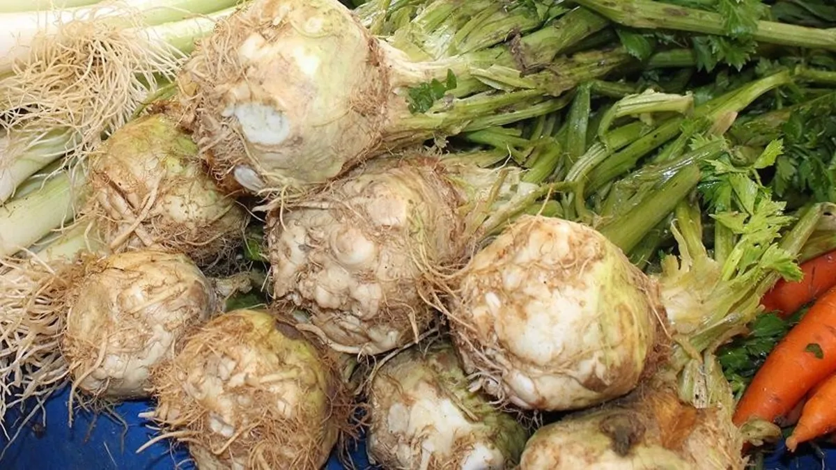 Mideye kereviz takviyesi