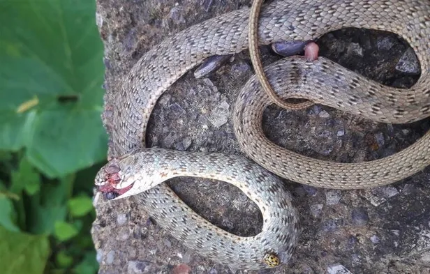 Korkunç! Çamaşır asarken dehşeti yaşadı! Çığlıklarını duyan yakınları hemen koştu-1