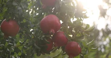 100 tondan fazla nar 20 tondan fazla incir çıkıyor! Terörden temizlenen Cudi Dağı etekleri yeniden yemyeşil