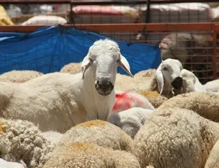 3 milyon 700 bin kurbanlık satıldı