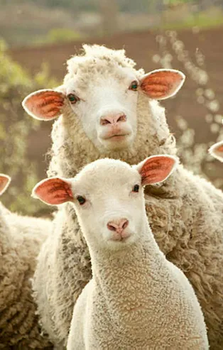 Rüyada koyun görmek ne anlama gelir?