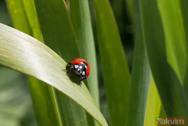 2025'in en şanslı tarihleri: Evlilik, iş başvurusu ve taşınma için uğurlu günler - 7
