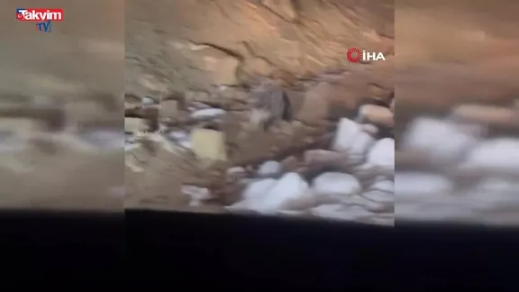 Yüksekova’da Hint oklu kirpi görüntülendi