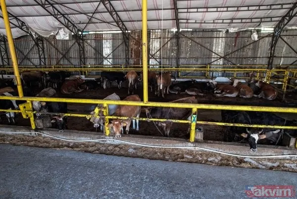 Kurban nasıl kesilir? Kurban için vekalet nasıl verilir? Kurban ibadetinde nelere dikkat edilmeli? Diyanet kurbanda dikkat edilmesi gerekenleri açıkladı - 4