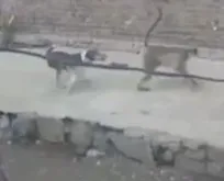 Maymunların intikamı!