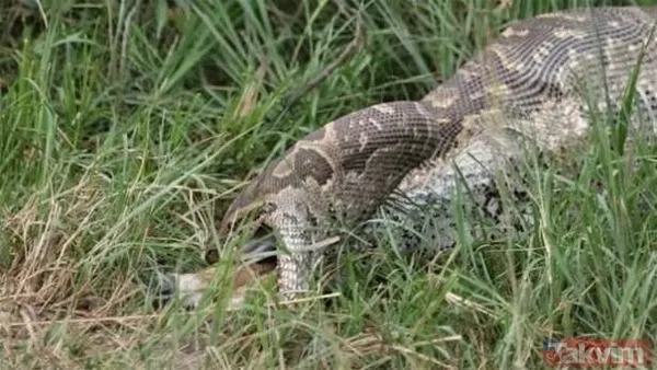 Kaplan akşam yemeği için ayıyı seçti fakat... Vahşi doğada Kaplan ile ayının şoke eden kavgası kapışması! - 35