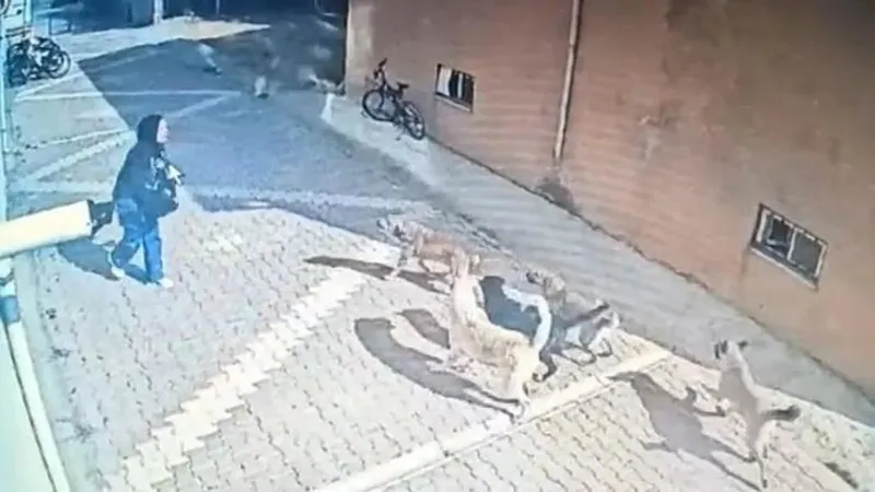 Sokakların güvenli olmasını isteyenler başıboş köpeklere çözüm bekliyor! Tehlike sadece saldırı değil: 2023'te 438 bine ulaştı | Kist hidatik nedir?-5