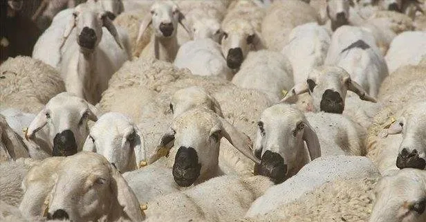 kurban keserken nelere dikkat edilmelidir kurban ne zaman hangi gun kesilir bayramin 4 gun kesilir mi takvim