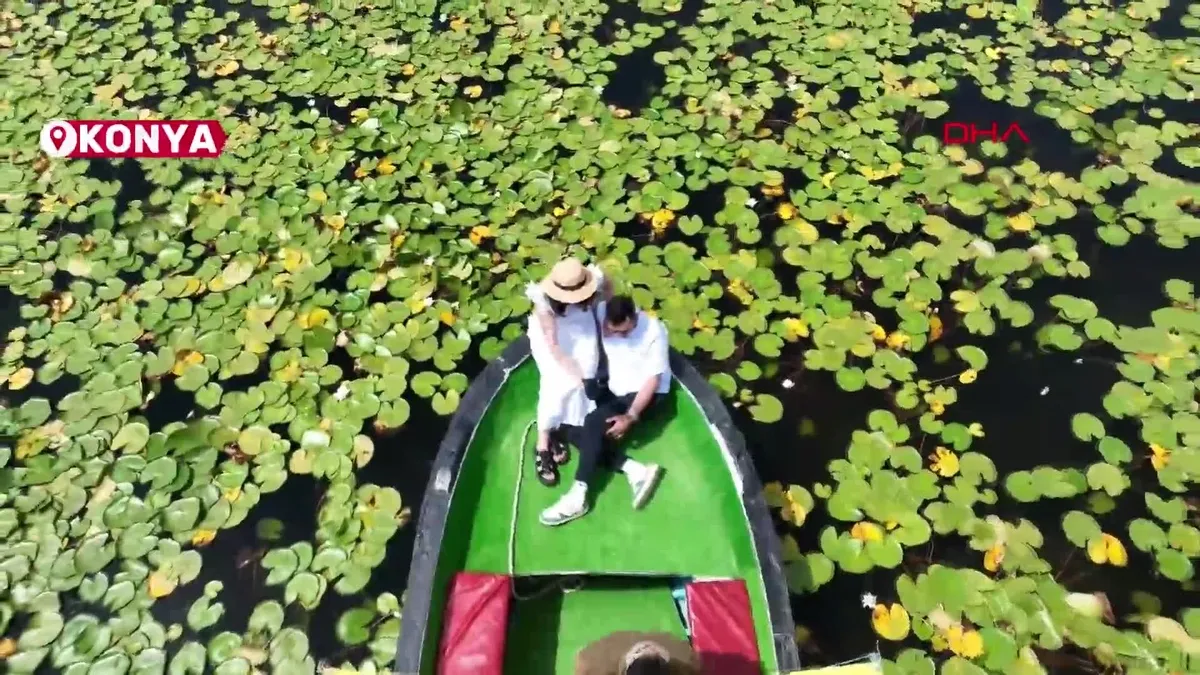 Beyşehir Gölü'nde açan nilüferler, suyun üstünü adeta çiçek bahçesine çevirdi!