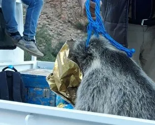 Görenler gözlerine inanamadı!