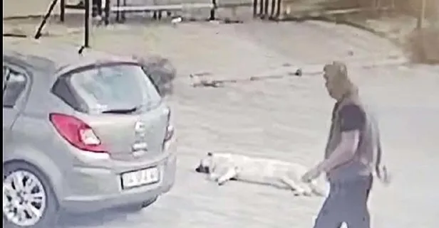 Yolda yatan köpeğin üzerinden arabayla geçen insan müsveddesi yakalandı