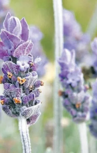 Lavantayla mışıl mışıl uyku