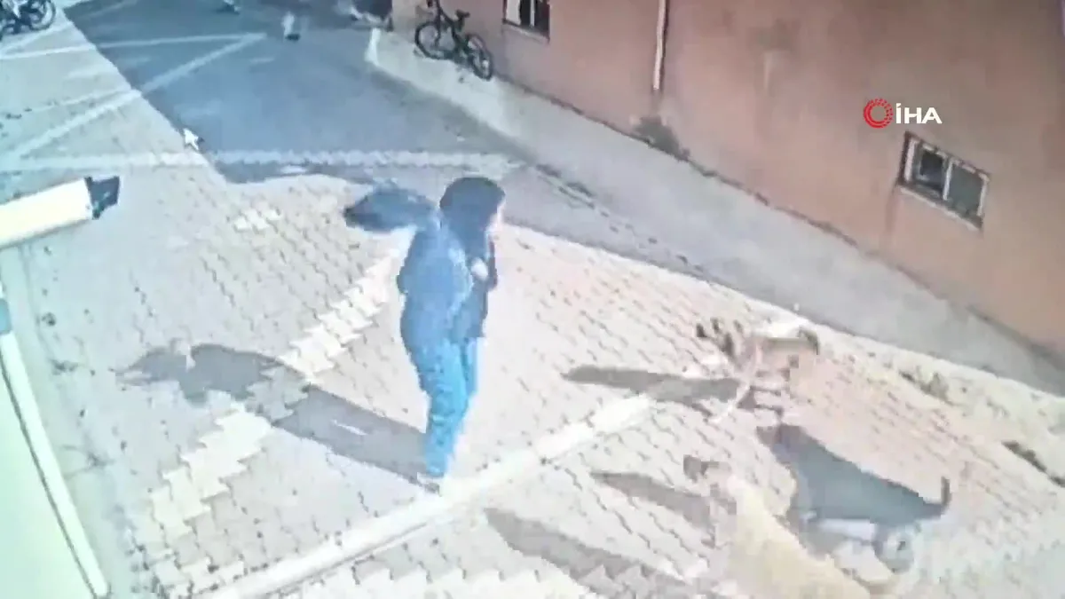 Konya Seydişehir'de başıboş köpek dehşeti kamerada! Köpekler kız öğrenciye böyle saldırdı