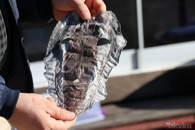 Balıkçıların kabusu oldu! Balon balığının derisiyle ayakkabı cüzdan çanta üretilecek