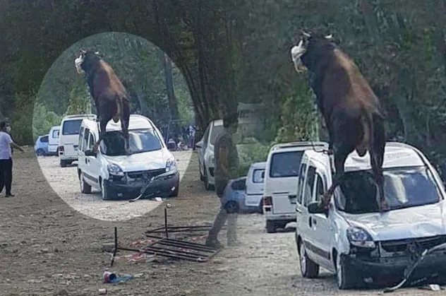 Samsun'da kaçan boğa çılgına döndü