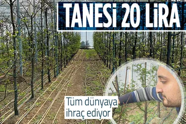 Tanesi 20 lira! Kış ortasında erik hasadı