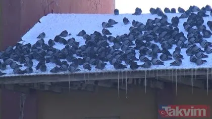 Muş’ta aç kalan kuşlar yem fabrikasına akın etti
