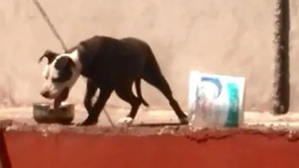 Antalya'da sıcaktan ölen köpeğin sahibine 7 bin 802 lira ceza kesildi-1