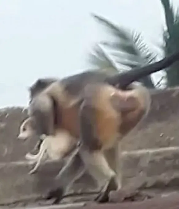 maymunlarin-intikami-agir-oldu-1-maymuna-karsi-250-kopek-yavrusu-1639867240697.jpg Maymunların intikamı ağır oldu! 1 maymuna karşı 250 köpek yavrusu...-2