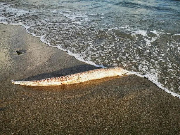 Muğla’nın Marmaris ilçesinde sahile vuran müren balığı vatandaşları şaşırttı-4