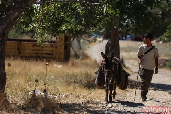 Günün en ilginç haberi: Japon turist Merzifon'dan aldığı eşekle Türkiye'yi gezdi - 15