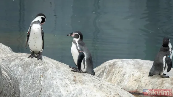 Son bakışı herkesi hüngür hüngür ağlattı! İşte başına buyruk nihilist penguenin hikayesi - 5