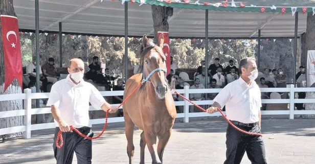 178 bin liraya satılan tay bakıcısını tepti!