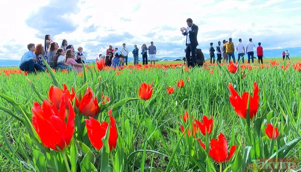'Muş 1071' ismiyle tescillenen lale Muş Ovası'nı kırmızıya boyadı - 7