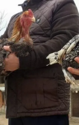 Dünyanın en büyük tavukları görenleri şaşırtıyor