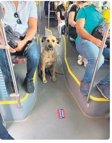İstanbul Arnavutköy'de bir parkta yeni doğmuş bebek bulundu (Yaşam haberleri)-4