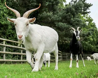 Rüyada keçi görmek ne anlama gelir?