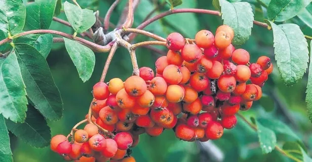 Adet sancısına üvez meyvesi