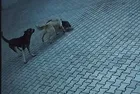 Sivas'ta başıboş köpekler 10 yaşındaki Berrak Kılıç'a saldırdı