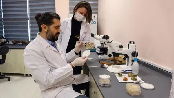 olumsuzluk-mantari-turkiyede-uretildi-kilosu-3-bin-lira-1610778427271.jpg Ölümsüzlük mantarı Türkiye'de üretildi! Kilosu 3 bin lira-4