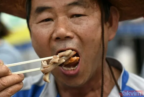 Güney Kore köpek eti yemeyi yasaklıyor! Her yıl 1 milyon adet katlediliyor - 5